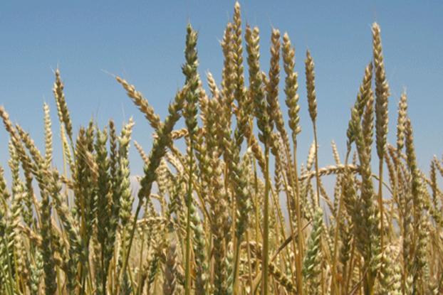 Triticum aestivum